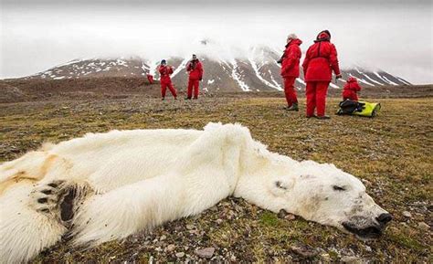 Conmociona Imágen De Oso Polar Muerto Por Calentamiento Global