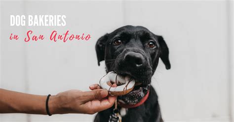 While working in a fun and fast paced environment, you will have the chance to meet other energetic and enthusiastic individuals like yourself and create new friendships that can last a. Knick-Knack, Paddy Whack, Give A Dog A Bone | San Antonio ...