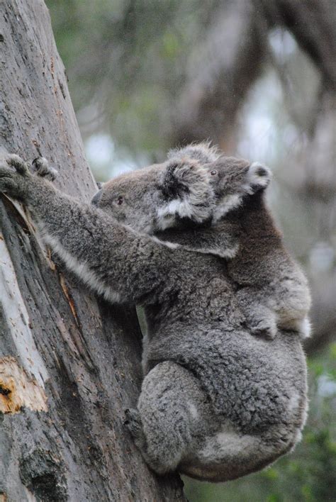 Mother And Baby Koalas♥ ´¨ ♥ Koala Bear Koalas Koala
