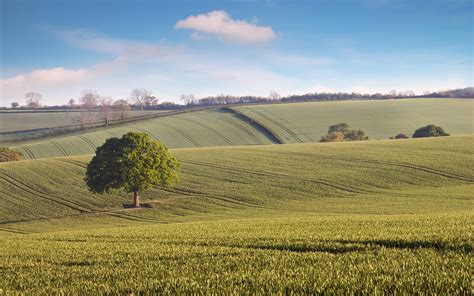 Countryside Tree Widescreen High Definition Wallpaper