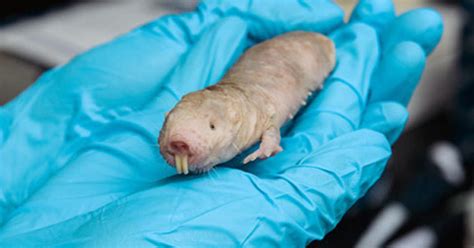 Goo From Naked Mole Rat Appears To Offer Cancer Protection Cbs News