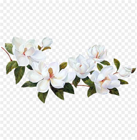 White Flower Png Small White Flowers Lily Flower Flower Art Dreamy