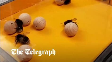 Bumble Bees Like To Play New Video Study Shows Them Moving Balls For Fun