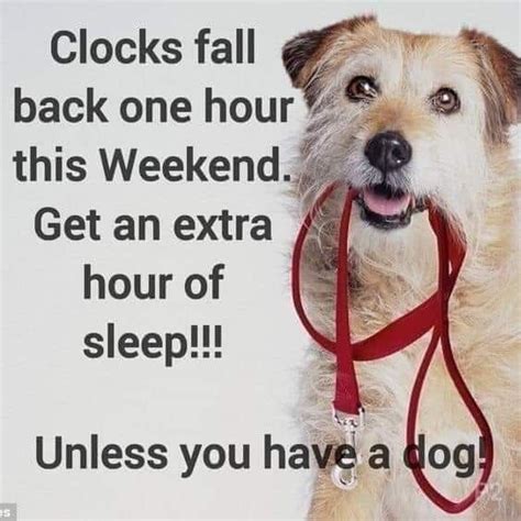 Dogs Meme Savings Time Dogs Fall Back Clocks Fall Back