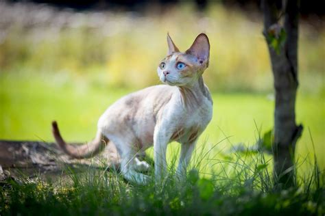 Devon Rex Cat Breed Information And Characteristics