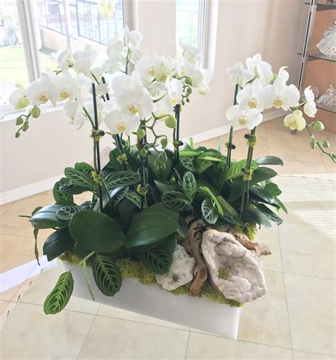 Lavish Orchids In Burbank Ca Le Jardin Privé