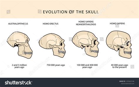 Human Skull Evolution Stock Illustrations Images Vectors Shutterstock