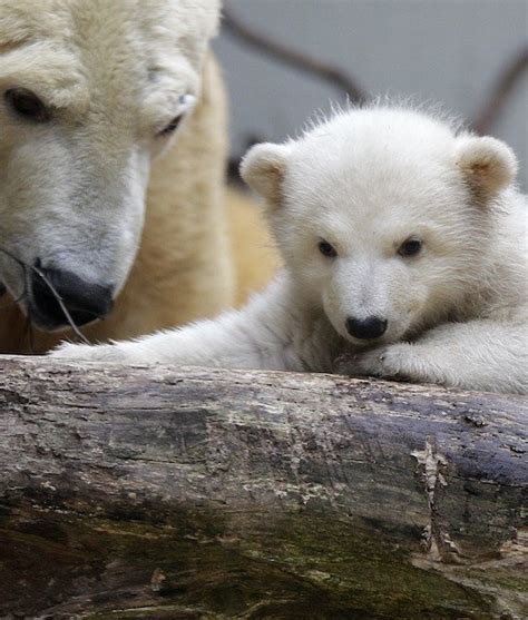 Baby Polar Bear And Mom