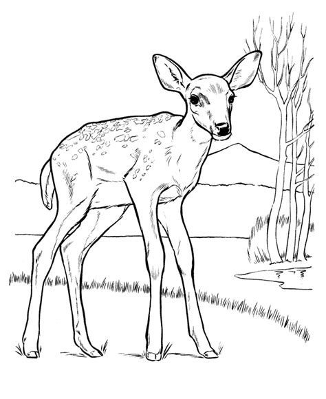 Adult Coloring Pages Deer Head Coloring Pages