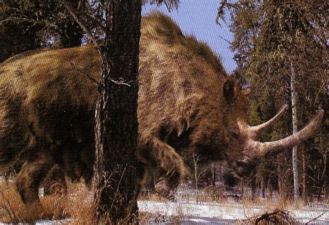 Woolly Rhinoceros | Prehistoric Earth: A Natural History Wiki | FANDOM
