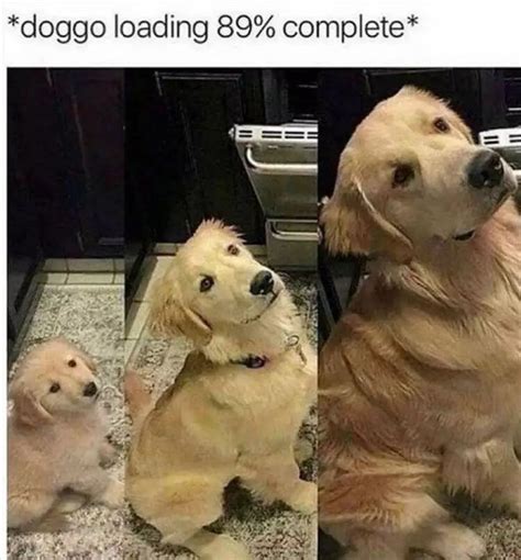 Super Funny Dog Memes Clean