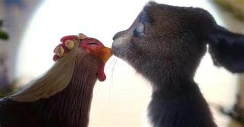 Easter Bunny Was Born From A Chicken Bunny Romance Ad Says Cnet