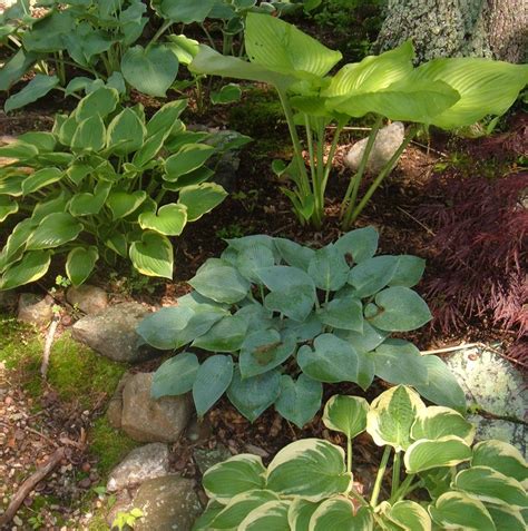 How To Grow And Divide Hosta Plants Hosta Plants Shade Tolerant