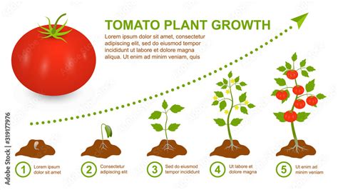Big Ripe Red Tomato Stage Growth Tomato Plant Phased Cycle Of Life