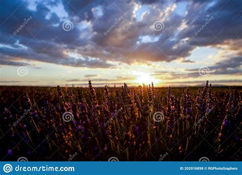 Lavender Field Sunset Stock Photo Image Of Colours 202016898
