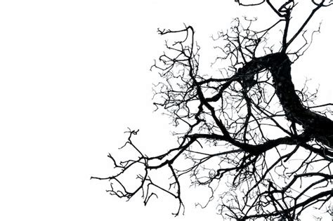 Premium Photo Dead Branches Silhouette Dead Tree Or Dry Tree On