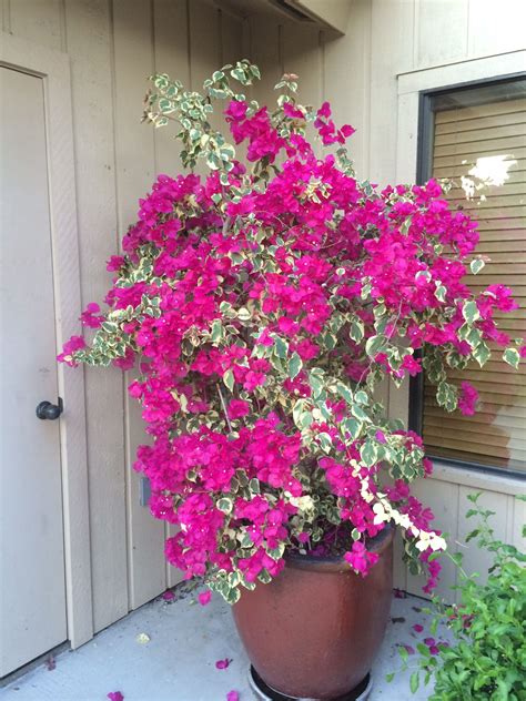 Variegated Bougainvillea Plants Planting Flowers Container Gardening