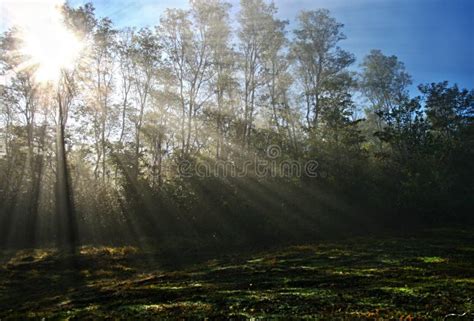Sunlight Piercing Through Green Tall Trees During Daytime Picture