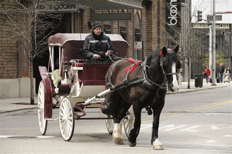 Chicago To Ban Horse Drawn Carriages From 2021 Times Of India Travel