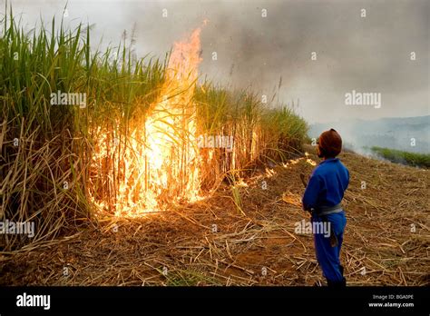 Sugar Cane Cutters Burning The Cane Fields Prior To Harvesting Near