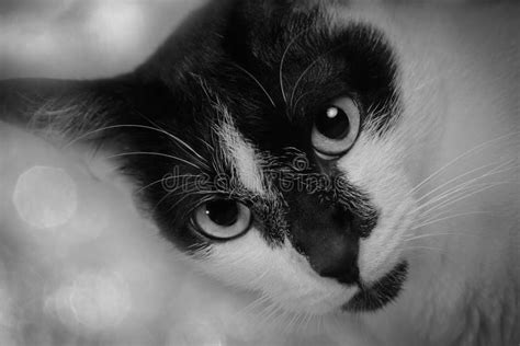 Close Up Face Black And White Cat Stock Photo Image Of Monochrome