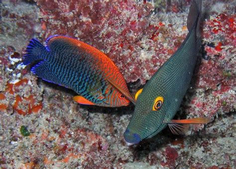 Hawaiis Supreme Court Suspends Aquarium Fish Collection