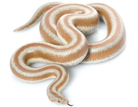 Rosy Boa Care Sheet And First Time Owners Guide Everything Reptiles