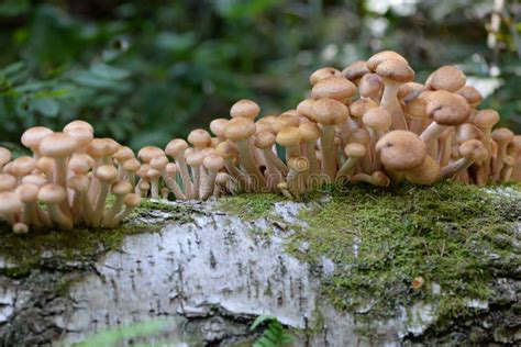 The Mushrooms Grow In Autumn In The Woods Armillaria Mellea Stock Photo