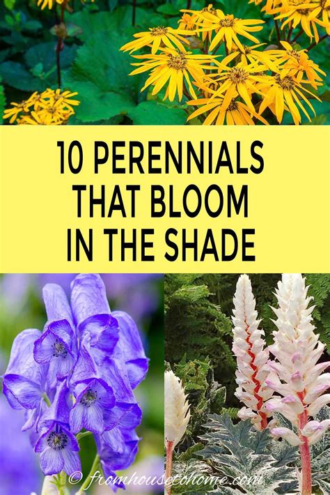 Tall Shade Perennials 10 Flowering Plants That Bloom In The Shade