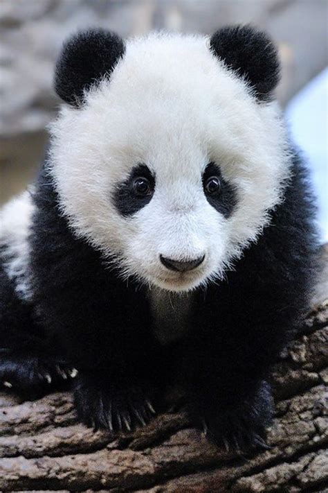 2616 Best Pandas Images On Pinterest Hammer Drill Kids
