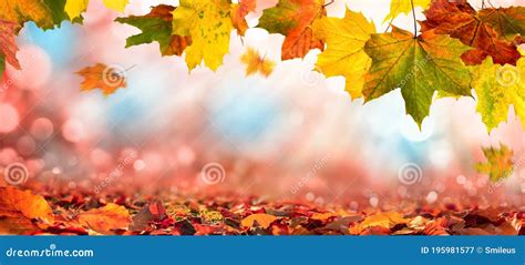 Autumn Leaves On Blurred Background With Sunlight Stock Image Image