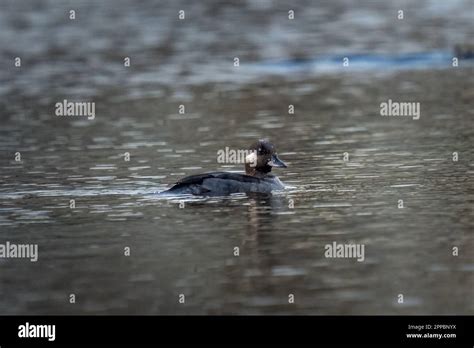 Female Bufflehead Duck With A Drop Of Water On Head In A Small City