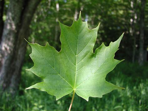 The official 2020 roster of the toronto maple leafs, including position, height, weight, date of birth, age, and birth place. Sugar Maple (Acer saccharum) - Great Plains Nursery