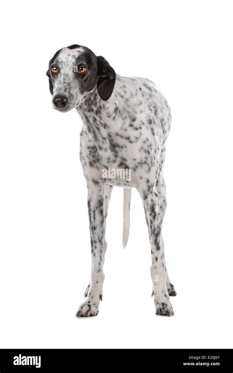 White Greyhound Dog With Black Spots Stock Photo Alamy