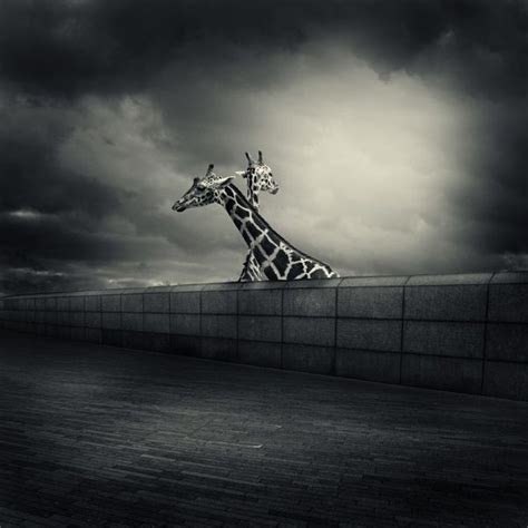Michal Giedrojc Beautiful Photography Giraffe Photo