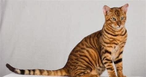 Toyger Cat Pets