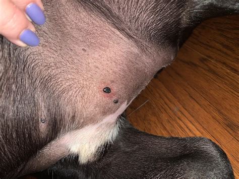 Hi I Noticed A Black Bump On My Dogs Stomach And It Looks Like There