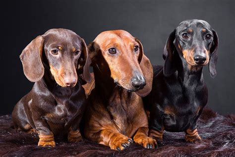 20 Cool Facts To Learn About Dachshunds Dachshund Dog Dog Breeds