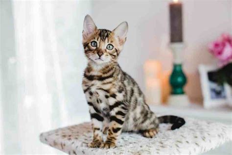 Bengal Cats A Breed Overview Catsinfo