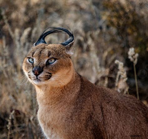 Caracal Chat Scanne Ses Environs Stock Photo 149389 Crushpixel