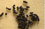 Images of Pest Identification By Droppings
