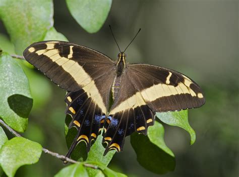 New World Giant Swallowtails And Allies Crescent Bend Nature Park