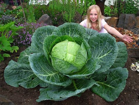 How To Grow A Gigantic Cabbage Bonnie Plants
