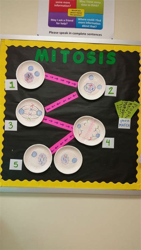 Fun Mitosis Cell Bulletin Board Great For Science High School