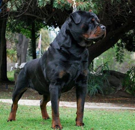 German Rottweiler Pups: Products Of A Breeding Standard That Sets Them Apart From The Rest