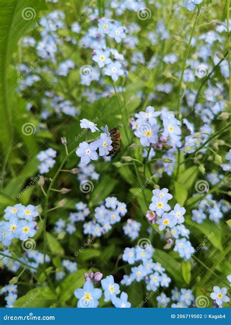 Forget Me Not Myosotis Flowers Blooming Little Blue Forget Me Not