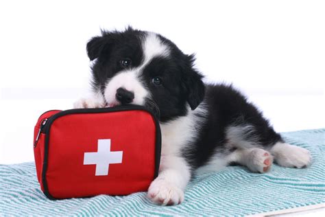 What Constitutes A Veterinary Emergency Beverly Hills Veterinary