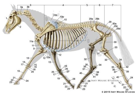 Horse Anatomy For Artists Skeleton And Muscle Diagram