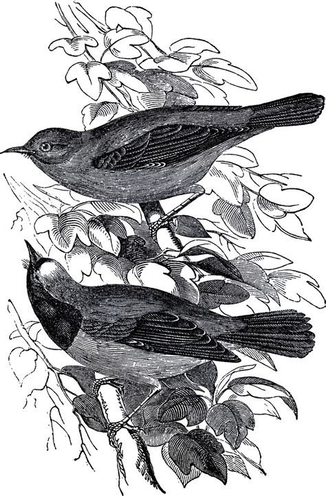 Public Domain Pair Of Birds Illustration In 2020 Bird Illustration