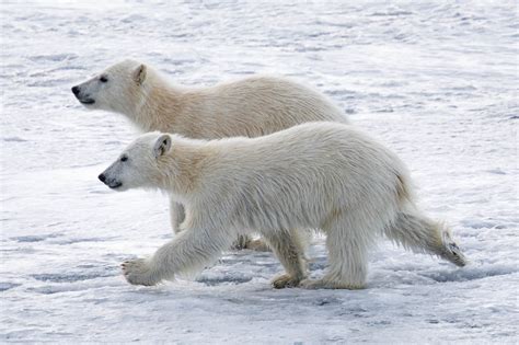 Polar Bear Svalbard Spitsbergen Wildlife Polar Arctic Research